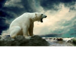 #POLAR BEAR GANG