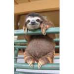 Sloth_ squad