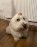 PooperScooper3000