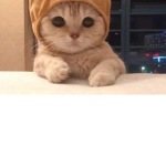 Cute magic kittens