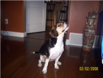 Puppy Dog Lovers 2011