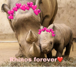 Rhinos Got talent