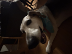 The sigma dogs Lovers