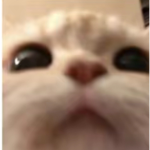 Lily potato