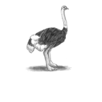 Ostrich