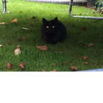 Cats are the best!!