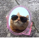 - Meow meow (My Cats Fan base?) :D -