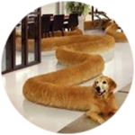 doggo (FAN special