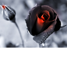 Rose Hangout!!!