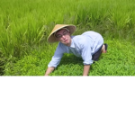 Asian Rice farmers