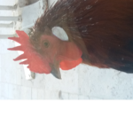 Team animaux gamers