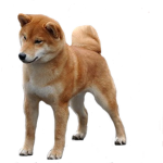 Emerald Doge Paradise