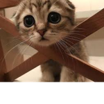 Hewo! How are you:)