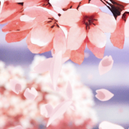 sakura hangout !