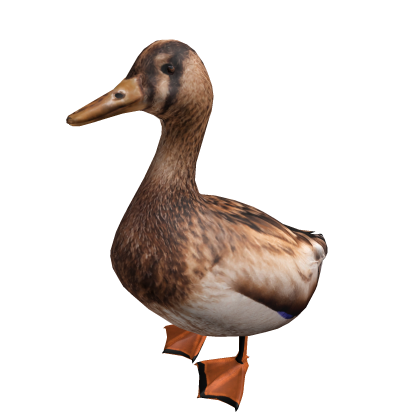 Female Duck Walking Behind You (Animal)