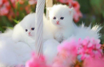 olivia bff skye 4ever