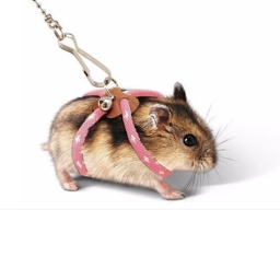 Burrito The Hamster ( OFFICAL GROUP )'s Place Numb