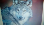Raven wolf Clan