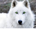 artic wolfs AWOOOO