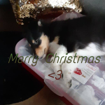 kumqri fans!