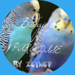]]Budgie's Paradise[[