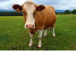 Roblox_cow12111
