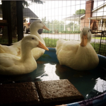 DUCK FAM GROUP!?!!