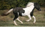 Pinto Perfect Riding Academy