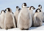 penguin cloud