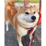 skript meme