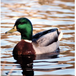 ducksarethebestttt