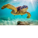 sea turtel gang