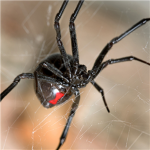 BW Black Widow BW