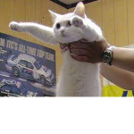 I like cats, do you like cats?