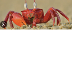 Crabby crab