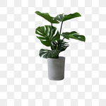 Plant's Roblox Group