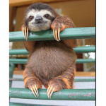 Jazzy sloth club!