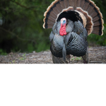 Turkey UNITED !