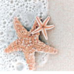 beachy con