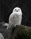 The snow owl club