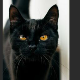 scary cats