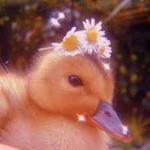 preppy_ducklings