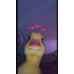 Ducky loves fans