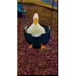 Da duckie