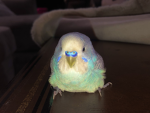 Feather birds Group