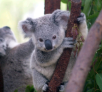 Koala love to see