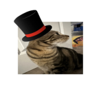 Fancy hat cats
