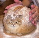ogatopao