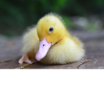 duck army rise