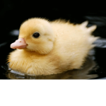 Chick Lit Amy